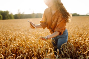 Dijital tabletli genç bir kadın tarım uzmanı tarladaki mahsulün kalitesini kontrol ediyor. Dişi bir çiftçi gün batımında altın tahıl kulaklarına dokunur. Çiftçilik kavramı, teknoloji. Cömert bir hasat.
