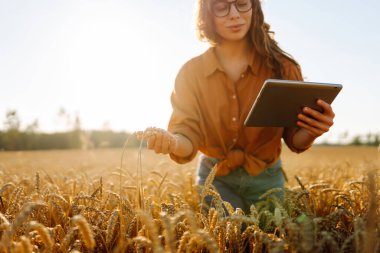 Dijital tabletli genç bir kadın tarım uzmanı tarladaki mahsulün kalitesini kontrol ediyor. Dişi bir çiftçi gün batımında altın tahıl kulaklarına dokunur. Çiftçilik kavramı, teknoloji. Cömert bir hasat.