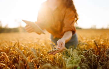 Dijital tabletli genç bir kadın tarım uzmanı tarladaki mahsulün kalitesini kontrol ediyor. Dişi bir çiftçi gün batımında altın tahıl kulaklarına dokunur. Çiftçilik kavramı, teknoloji. Cömert bir hasat.