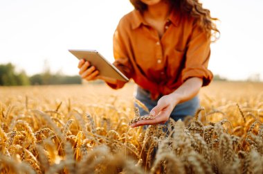 Dijital tabletli genç bir kadın tarım uzmanı tarladaki mahsulün kalitesini kontrol ediyor. Dişi bir çiftçi gün batımında altın tahıl kulaklarına dokunur. Çiftçilik kavramı, teknoloji. Cömert bir hasat.