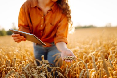 Dijital tabletli genç bir kadın tarım uzmanı tarladaki mahsulün kalitesini kontrol ediyor. Dişi bir çiftçi gün batımında altın tahıl kulaklarına dokunur. Çiftçilik kavramı, teknoloji. Cömert bir hasat.