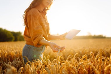 Dijital tabletli genç bir kadın tarım uzmanı tarladaki mahsulün kalitesini kontrol ediyor. Dişi bir çiftçi gün batımında altın tahıl kulaklarına dokunur. Çiftçilik kavramı, teknoloji. Cömert bir hasat.