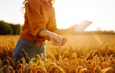 Dijital tabletli genç bir kadın tarım uzmanı tarladaki mahsulün kalitesini kontrol ediyor. Dişi bir çiftçi gün batımında altın tahıl kulaklarına dokunur. Çiftçilik kavramı, teknoloji. Cömert bir hasat.