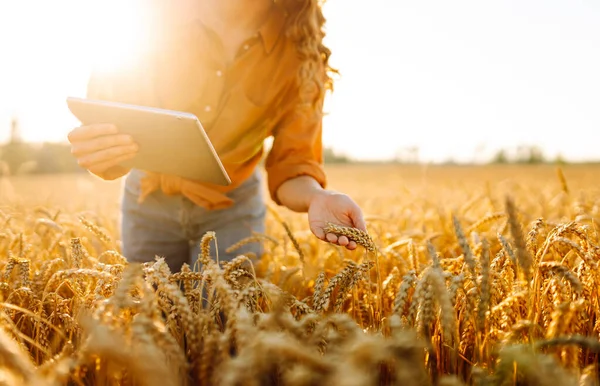 Dijital tabletli genç bir kadın tarım uzmanı tarladaki mahsulün kalitesini kontrol ediyor. Dişi bir çiftçi gün batımında altın tahıl kulaklarına dokunur. Çiftçilik kavramı, teknoloji. Cömert bir hasat.