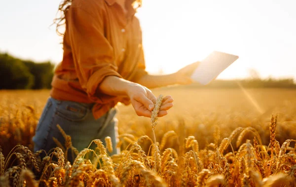Dijital tabletli genç bir kadın tarım uzmanı tarladaki mahsulün kalitesini kontrol ediyor. Dişi bir çiftçi gün batımında altın tahıl kulaklarına dokunur. Çiftçilik kavramı, teknoloji. Cömert bir hasat.