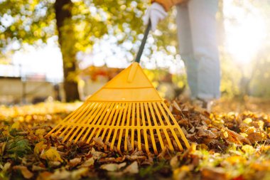 Parlak ceketli bir kadın gönüllü güneşin altındaki bir parkta portakal yapraklarını temizliyor. Genç bir kadın gün batımında dökülen yapraklardan bir dağ topluyor. Mevsimlik, ekoloji kavramı.