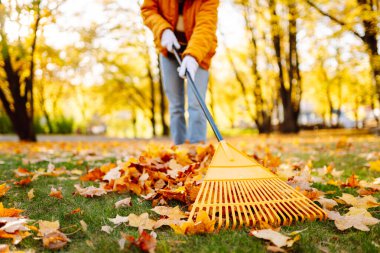 Parlak ceketli bir kadın gönüllü güneşin altındaki bir parkta portakal yapraklarını temizliyor. Genç bir kadın gün batımında dökülen yapraklardan bir dağ topluyor. Mevsimlik, ekoloji kavramı.