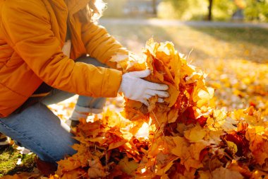 Parlak ceketli genç bir kadın güneş ışınlarında diz çökerken sonbahar yaprakları topluyor. Bir kadın gönüllü parkta sarı yaprakları tırmıklıyor. Ekoloji, gönüllülük, mevsimlik kavramları.