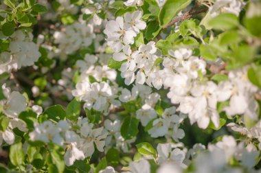 beyaz elma ağacı güneşli gün çiçekli