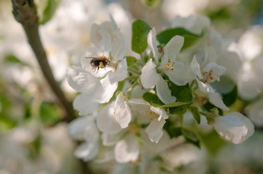 bir arı ile güneşli günde çiçekli beyaz elma ağacı