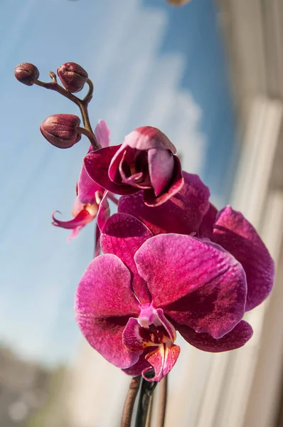 Розовая Орхидея Красивый Цветок — стоковое фото