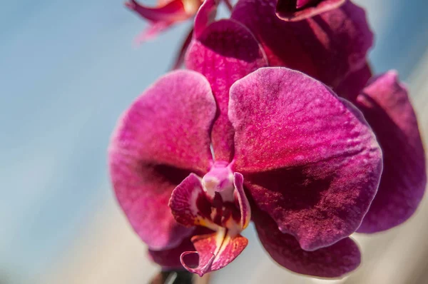 Розовая Орхидея Красивый Цветок — стоковое фото