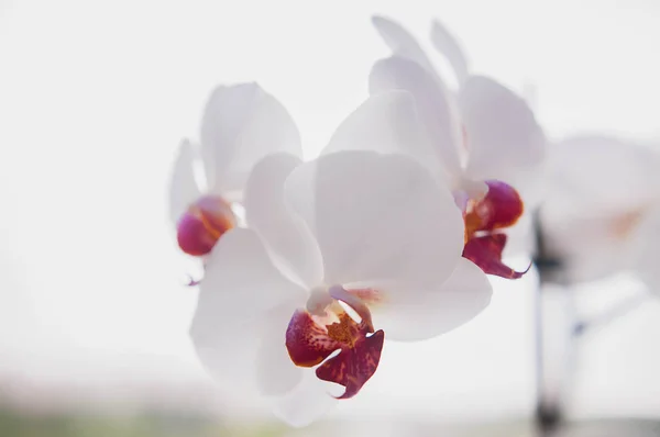 Красивая Белая Орхидея Вблизи — стоковое фото