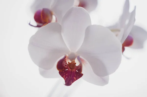 Красивая Белая Орхидея Вблизи — стоковое фото
