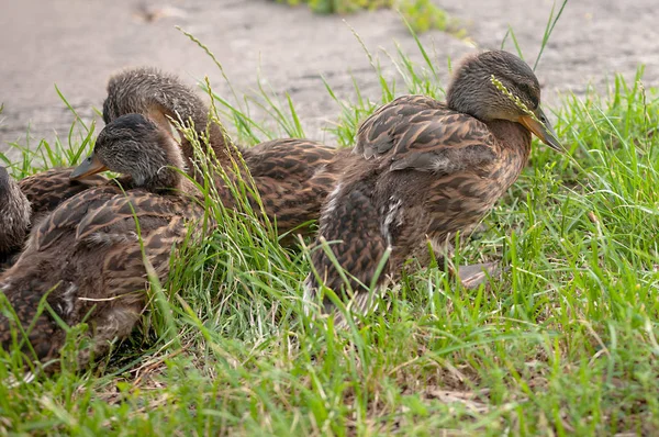 Pato Familia Descanso Hierba — Foto de Stock