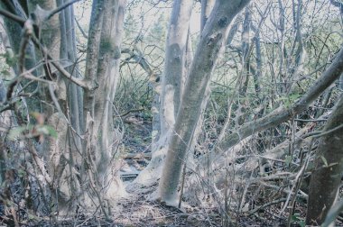 korkunç orman beyaz ağaçlar 