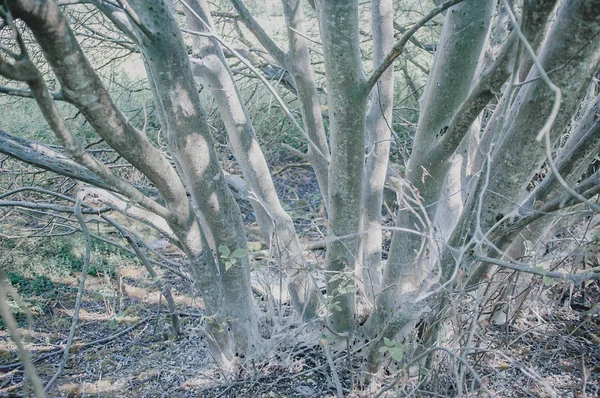 creepy forest white trees