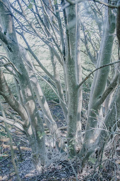 creepy forest white trees