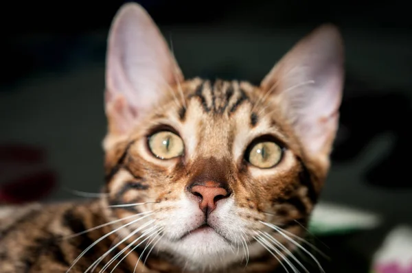 Cute Bengal Kitty Cat — Stock Photo, Image