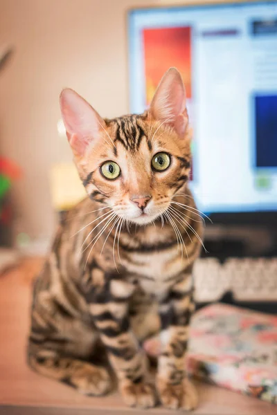 Dolce Carino Bengala Gatto Casa — Foto Stock