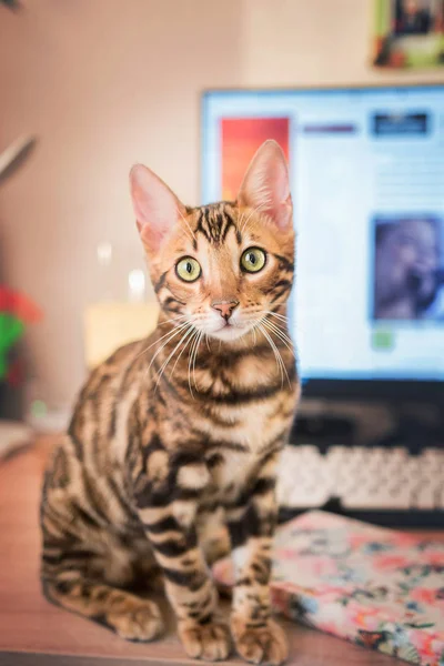 Słodkie Słodkie Bengalski Kot Domu — Zdjęcie stockowe