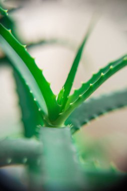 Makro yeşil aloe vera bitki