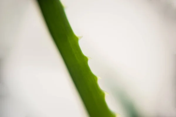 Rostlina Zeleného Aloe Vera Makru — Stock fotografie