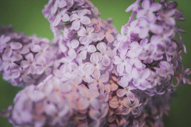 yeşil arka planda leylak makro