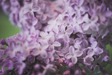 yeşil arka planda leylak makro