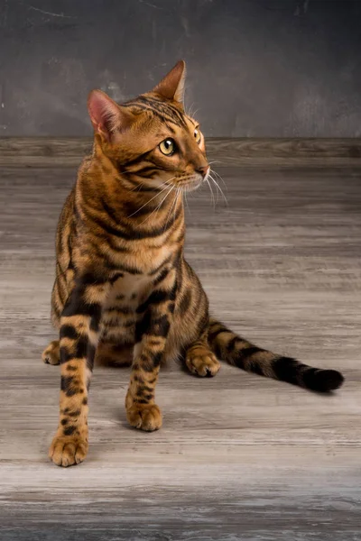 Bengal Cat Portret Wild Leo — Stockfoto
