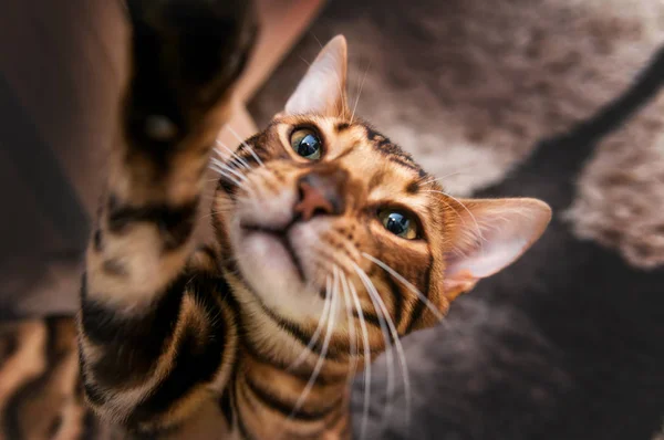 Bengal Cat Portret Wild Leo — Stockfoto