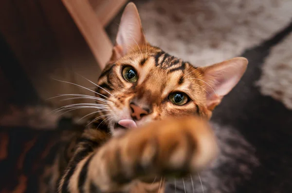 Gatto Del Bengala Portret Leo Selvatico — Foto Stock