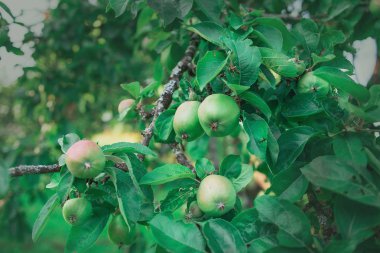 yeşil sulu elma ile elma ağacı