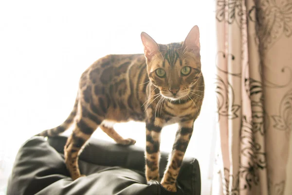 Bengal Katt Hemmet Interiör Husdjur — Stockfoto