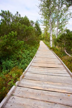 Parktaki ahşap yol, doğa bitki örtüsü ve yapraklar, yaz ağaçları.  