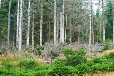 Ormandaki kuru ağaçlar, doğa yaprakları. 