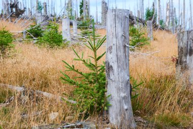 Kesilmiş orman, ormansız alanlar, çürümüş orman, bozulmuş çevre.