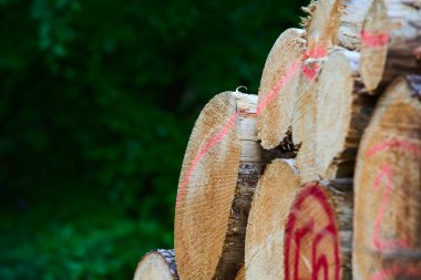 Ağaç kütükleri, odun yığınları. 