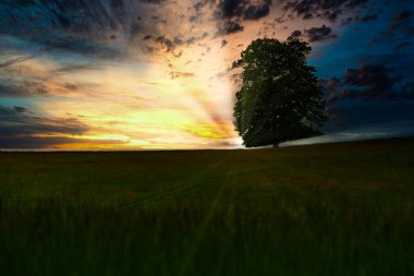 evening sky with sunset, meadow with tree and sunset sky 