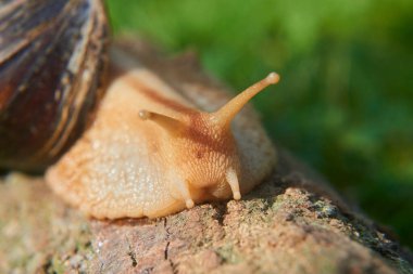 Parkta sürünen küçük kahverengi sarmal salyangoz, Helix pomatia