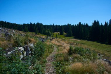 mavi gökyüzü ve yeşil tarlalar, dağlarda yaz doğası 