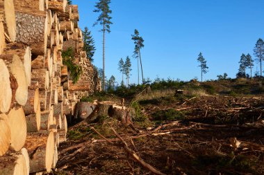 Ağaç gövdesi kesilmiş, kütükler ve mavi gökyüzü doğada. 