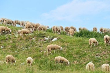 Koyun sürüsü yeşil çayırlarda, dağlarda, manzaralı doğa güzelliğinde 