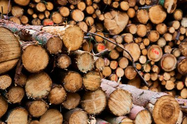 istiflenmiş ağaç kütükleri, ahşap kereste