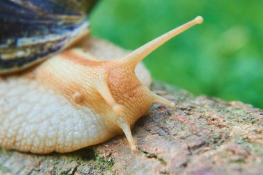 Parkta sürünen küçük kahverengi sarmal salyangoz, Helix pomatia