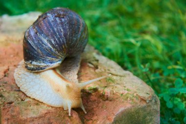 Salyangoz doğada sürünüyor, yaz günü. 