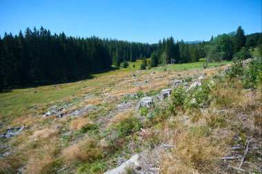 mavi gökyüzü ve yeşil tarlalar, dağlarda yaz doğası 