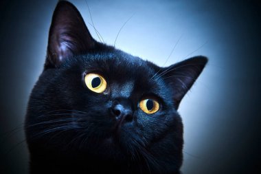 Stüdyoda sarı gözlü siyah tüylü kedi 