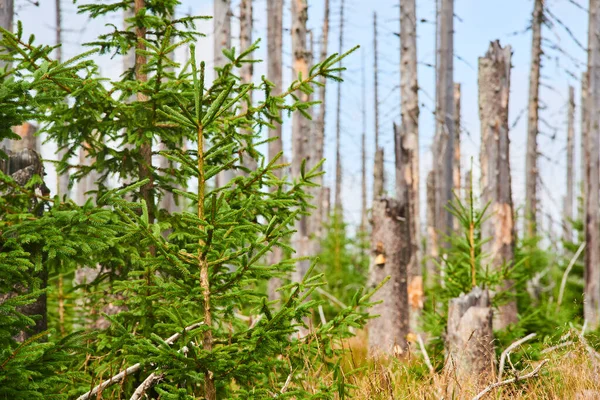 Bosque Con Árboles Secos Medio Ambiente Cambio Climático — Foto de Stock