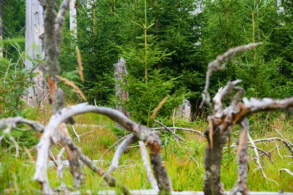 Ormandaki yaz ağaçları, doğa yaprakları. 